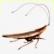 K�chenschabe