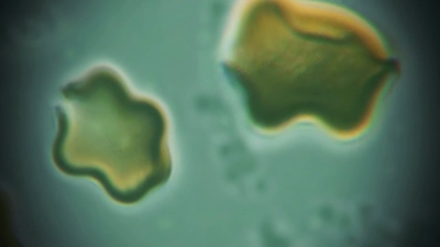 Symbiosis (DLC)